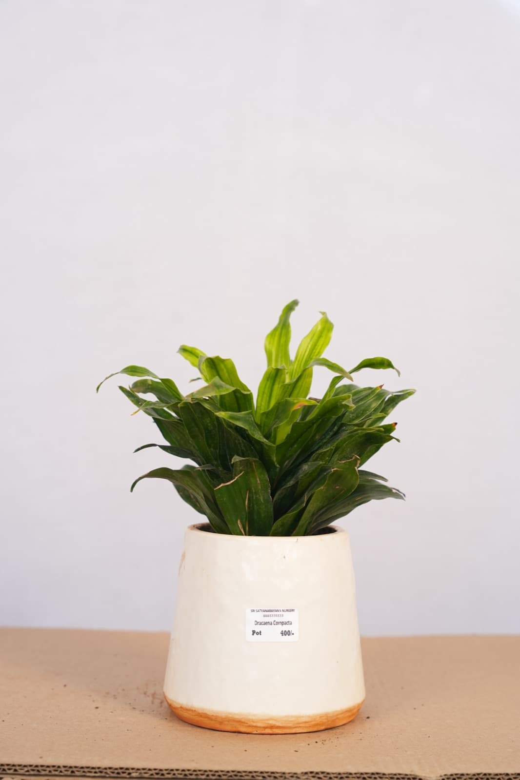 Compact Dracaena