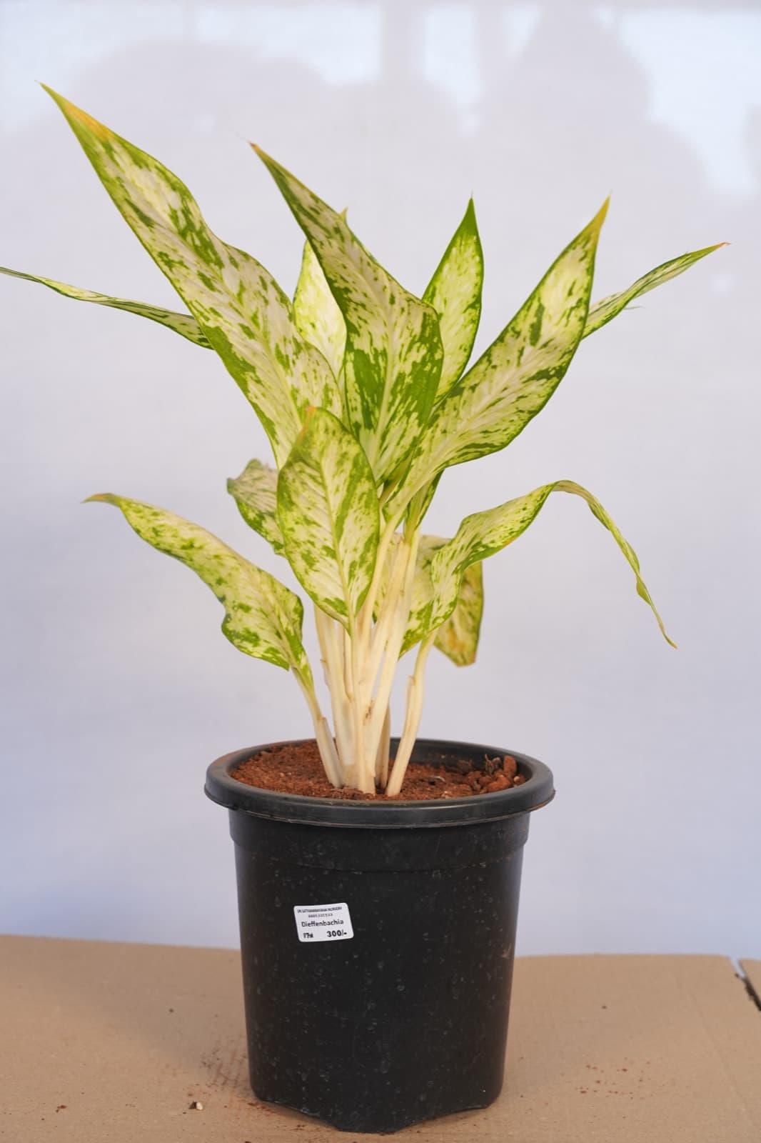 Dumb Cane