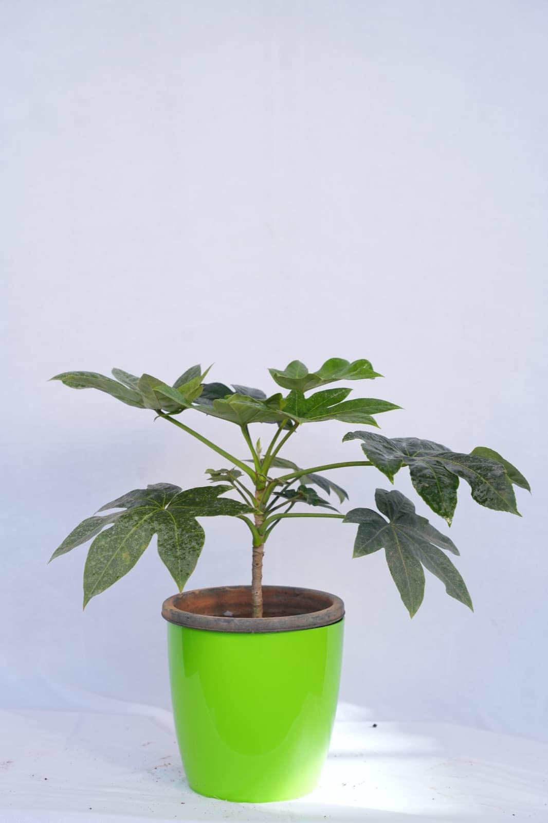 Japanese Aralia