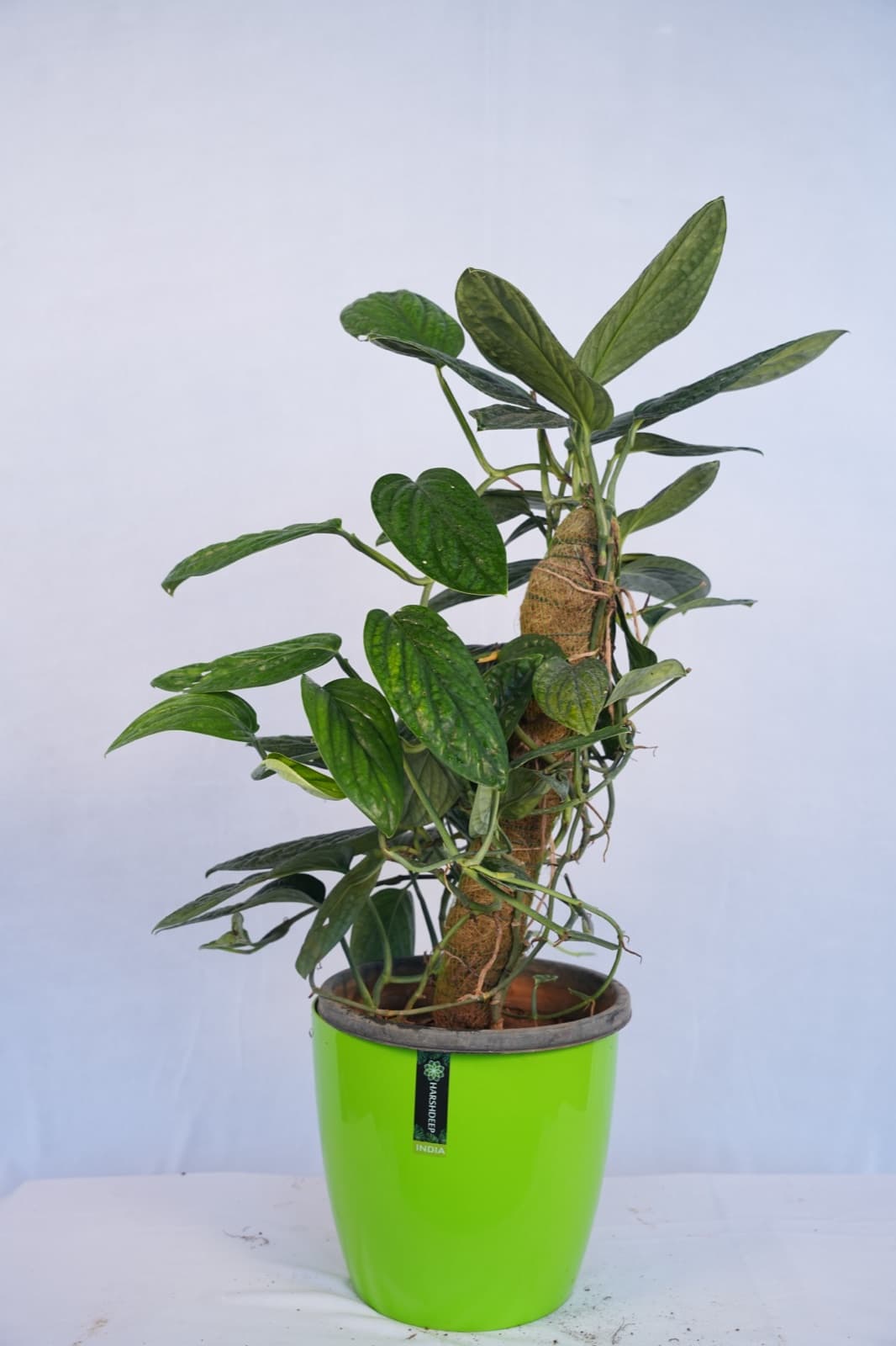Monstera Peru