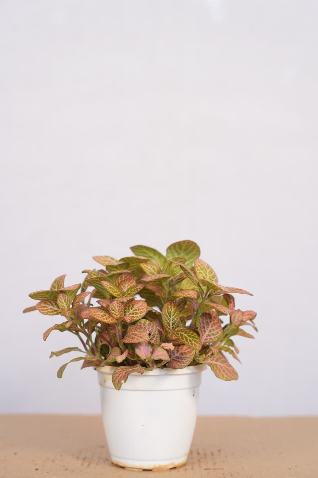 Nerve Plant