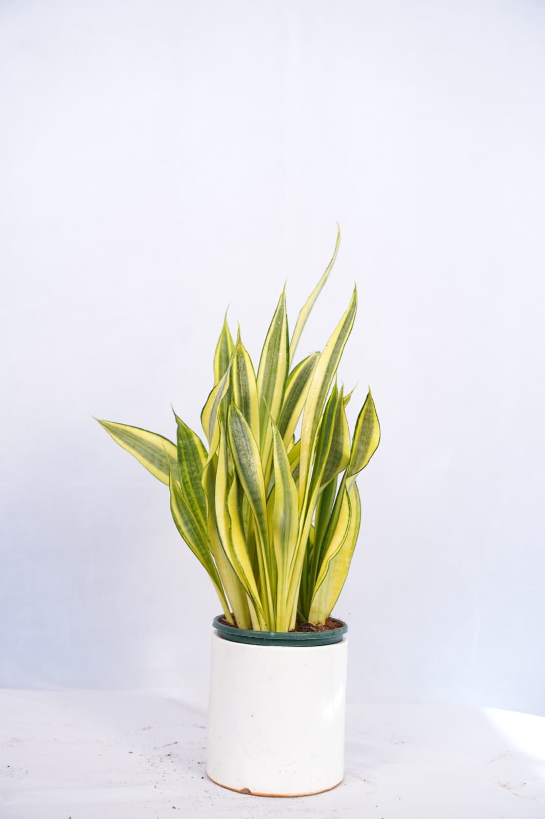 Snake Plant