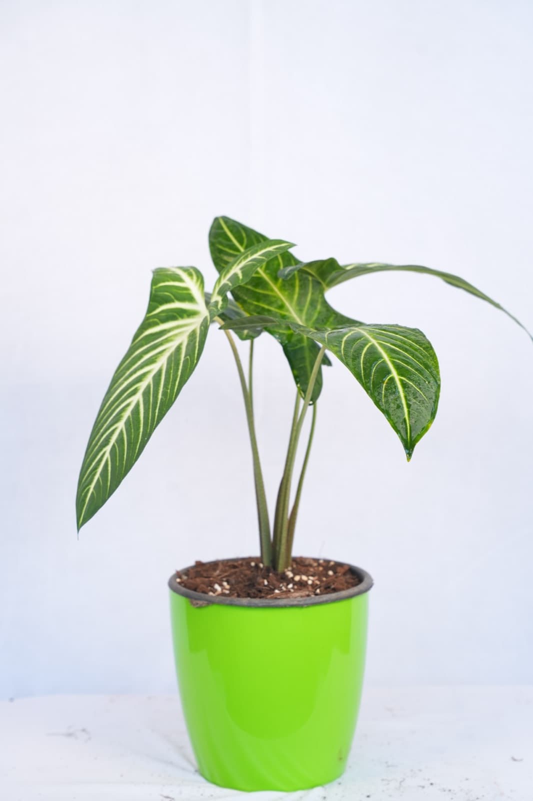 Angel Wings Caladium