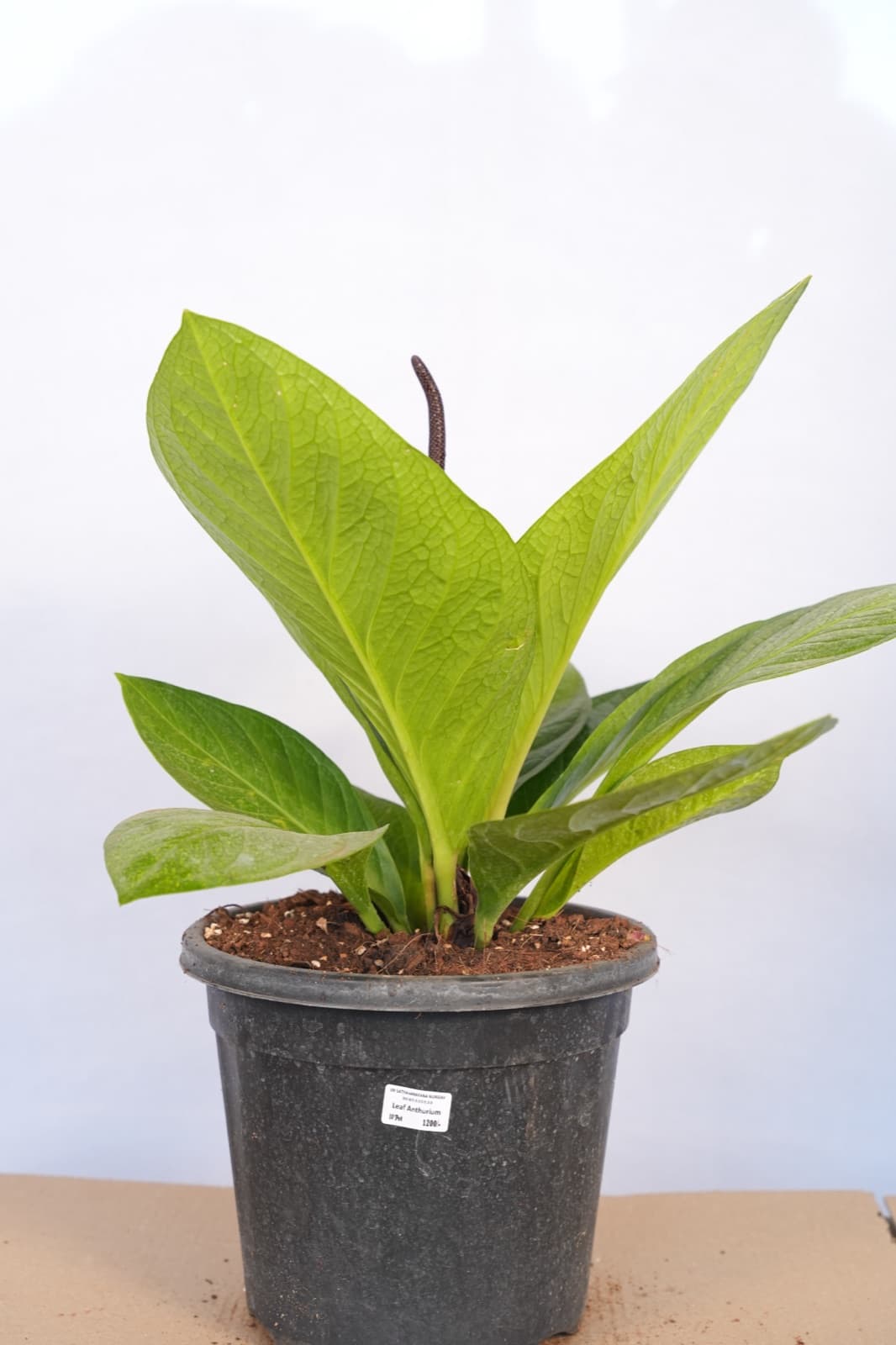 Anthurium Foliage Plant