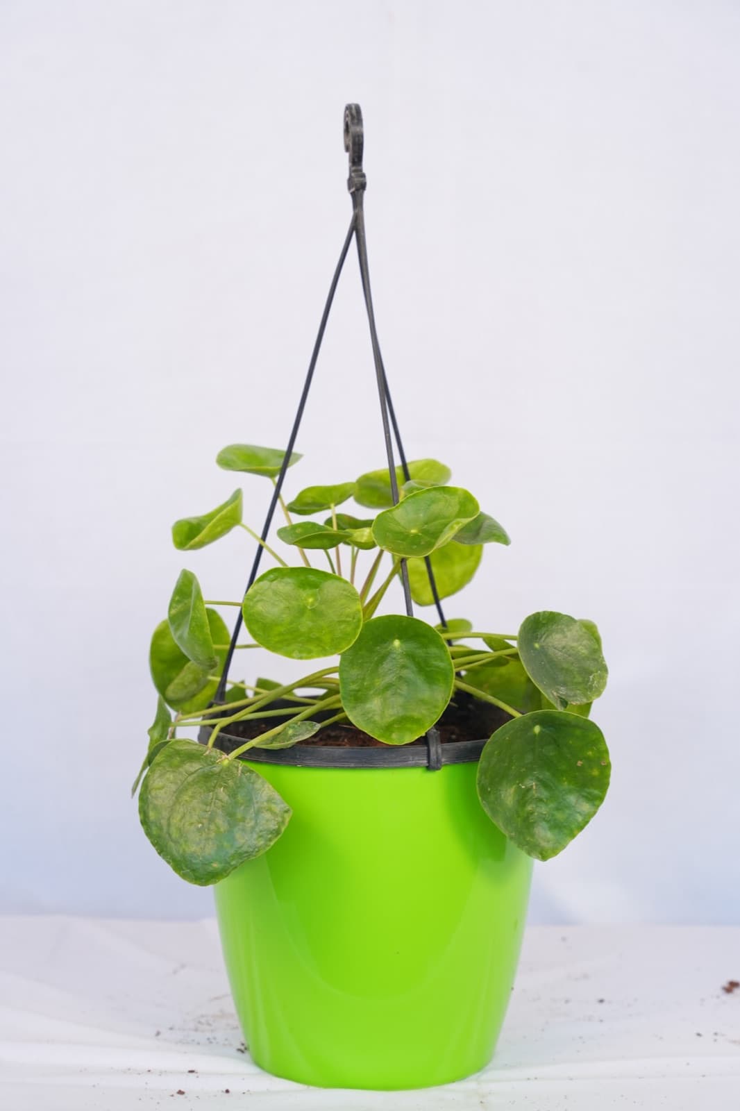 Chinese Money Plant