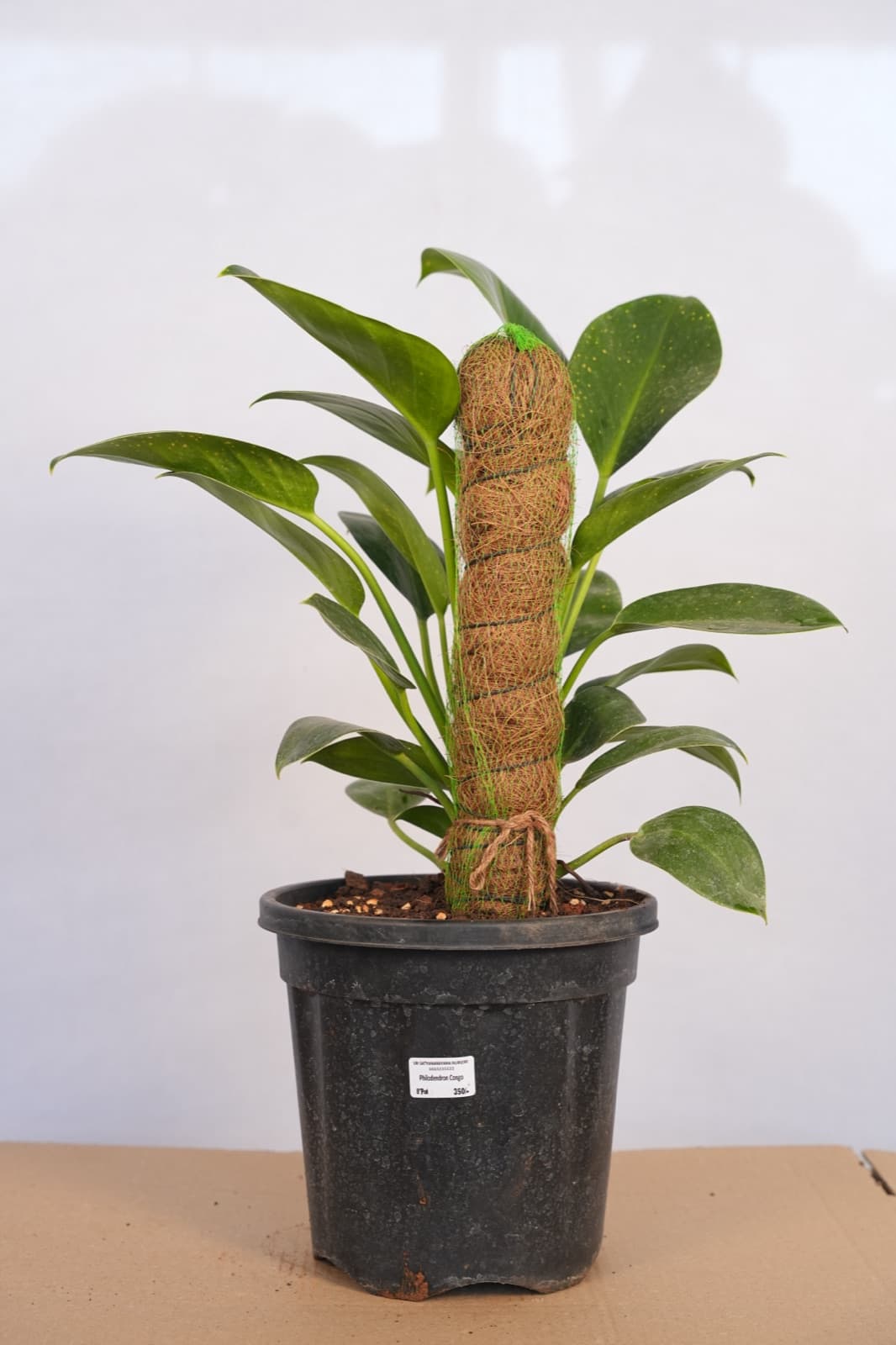 Congo Philodendron