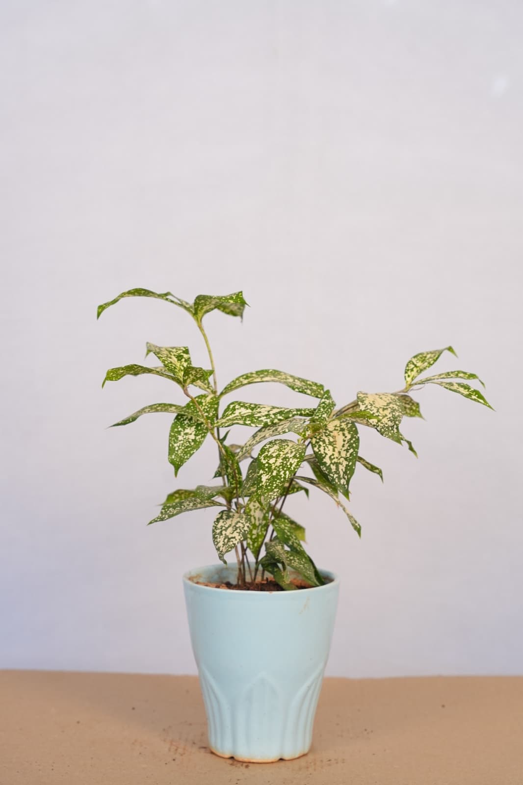Gold Dust Dracaena