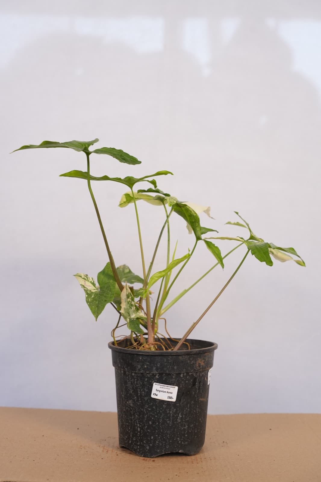 Golden Variegated Syngonium