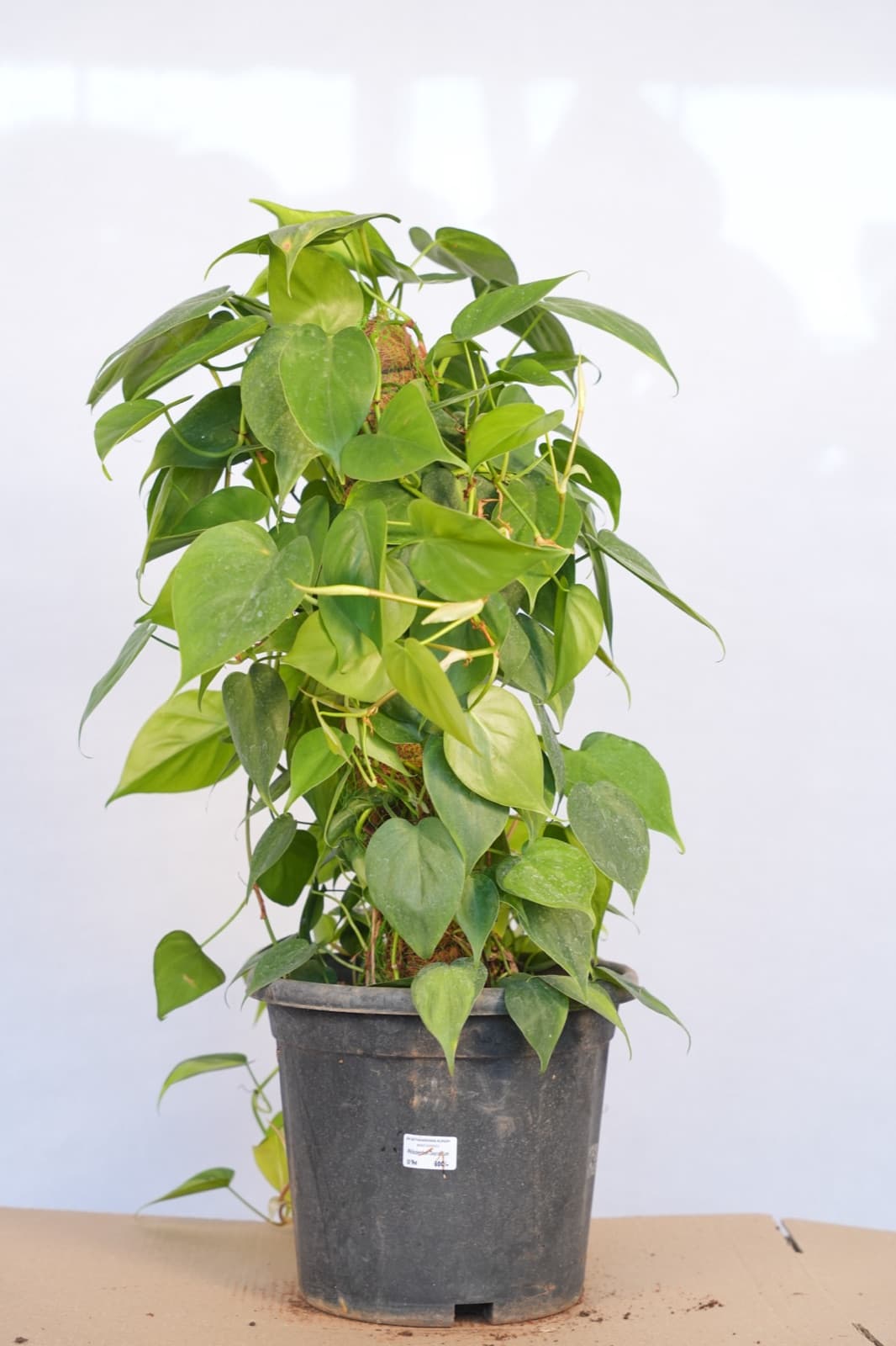 Heartleaf Philodendron