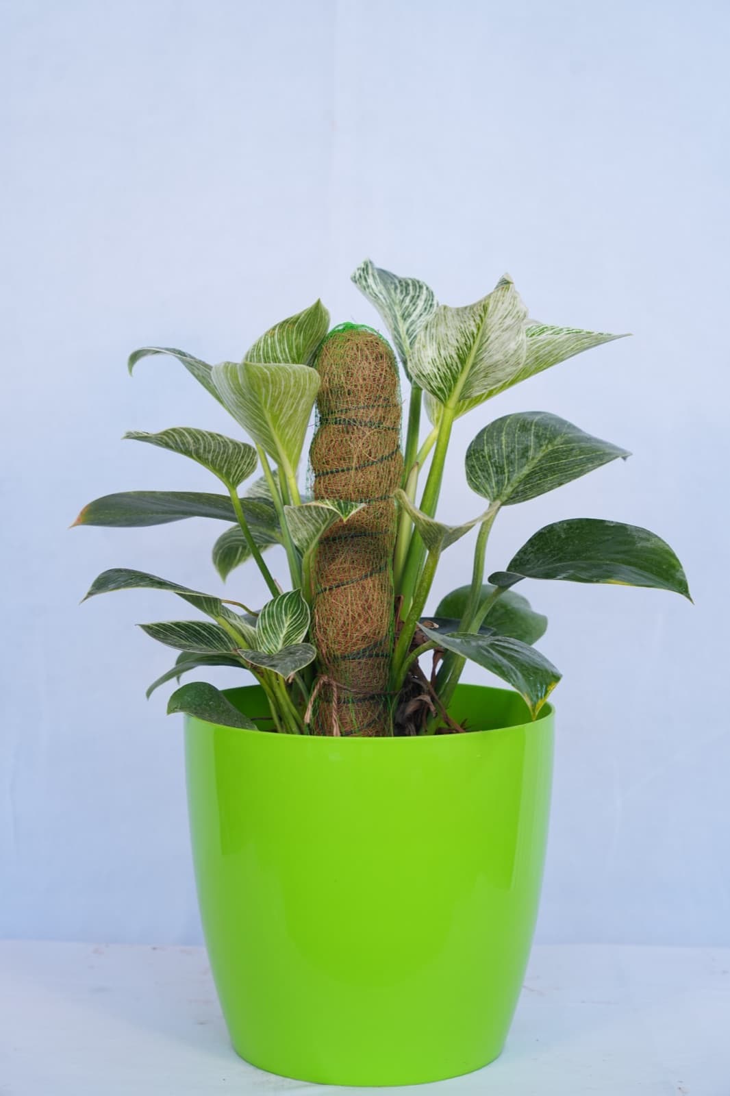 Philodendron Birkin