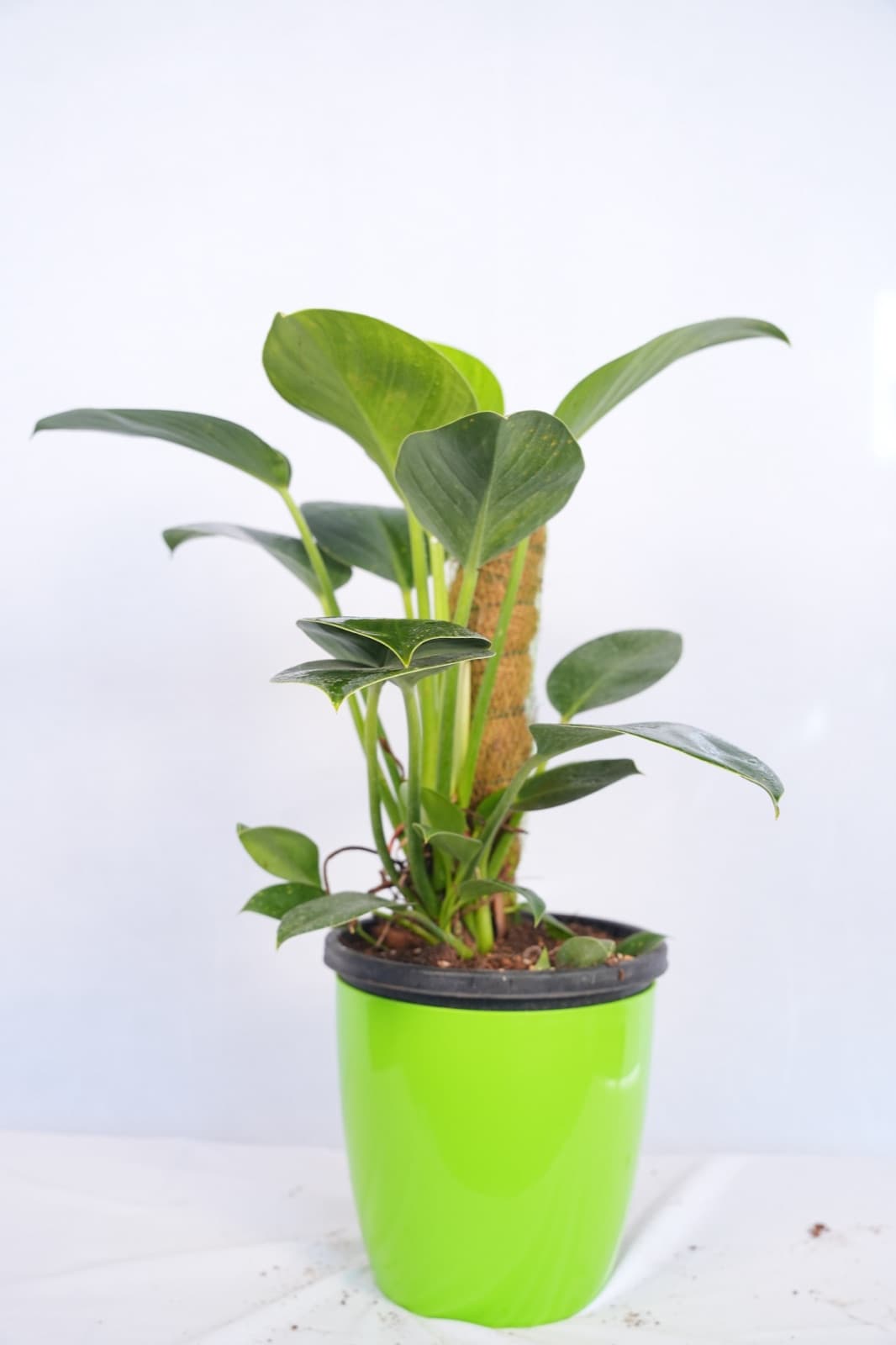 Philodendron Congo