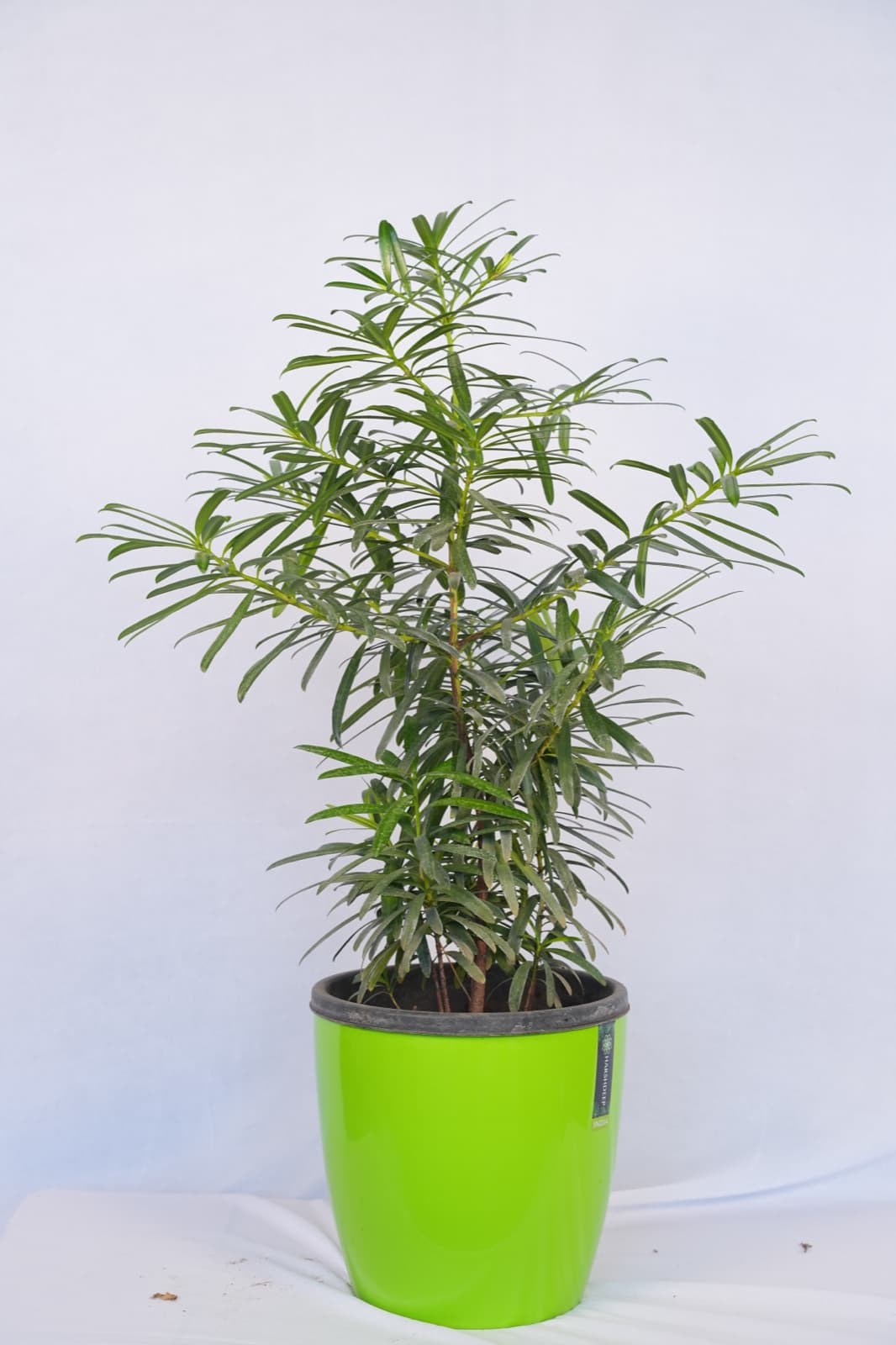 Podocarpus Macrophyllus.