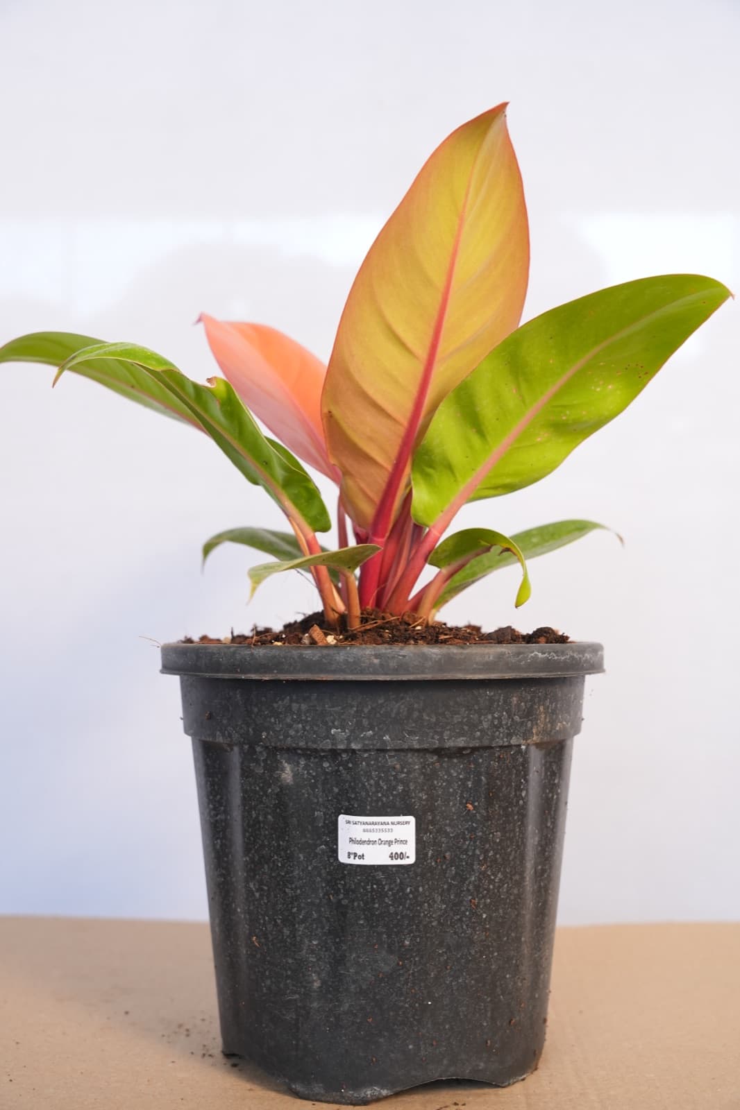 Prince Of Orange Philodendron