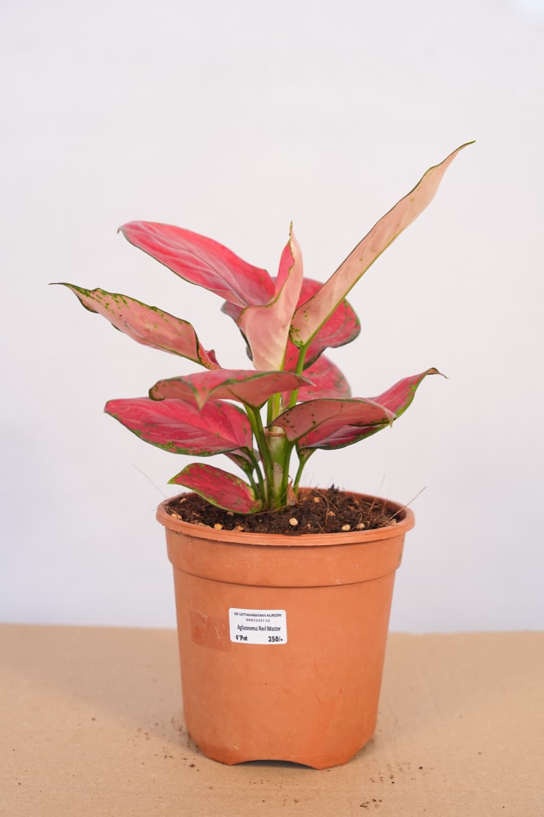 Red Chinese Evergreen