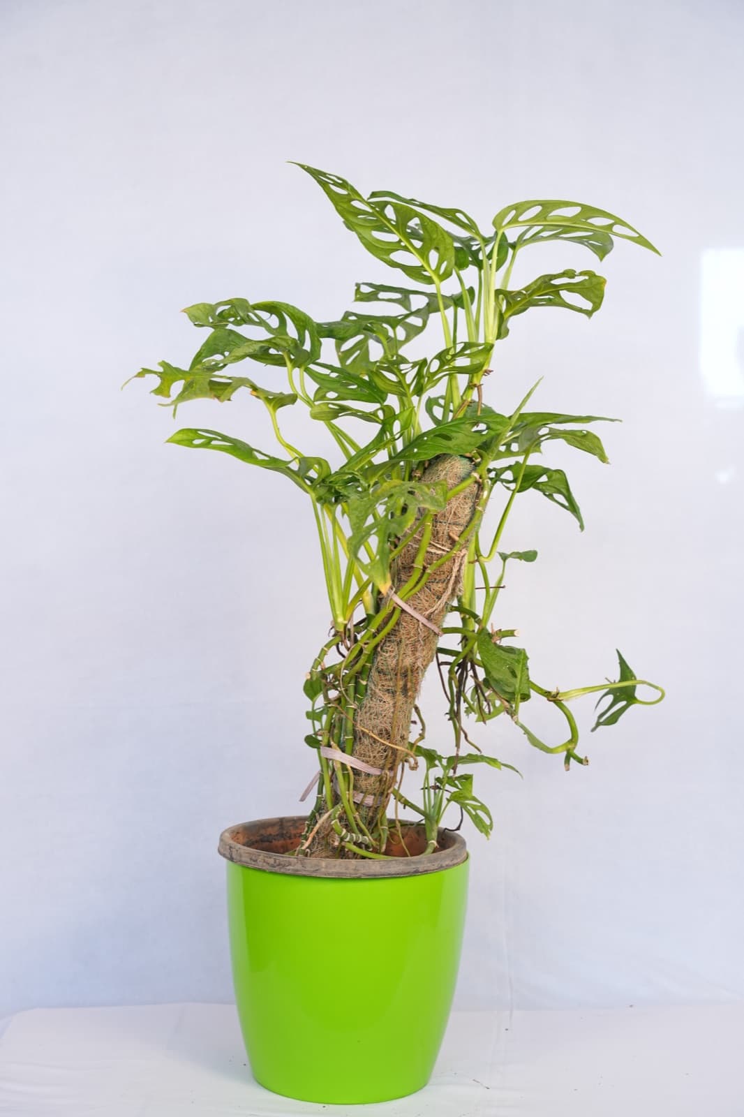Split Leaf Philodendron