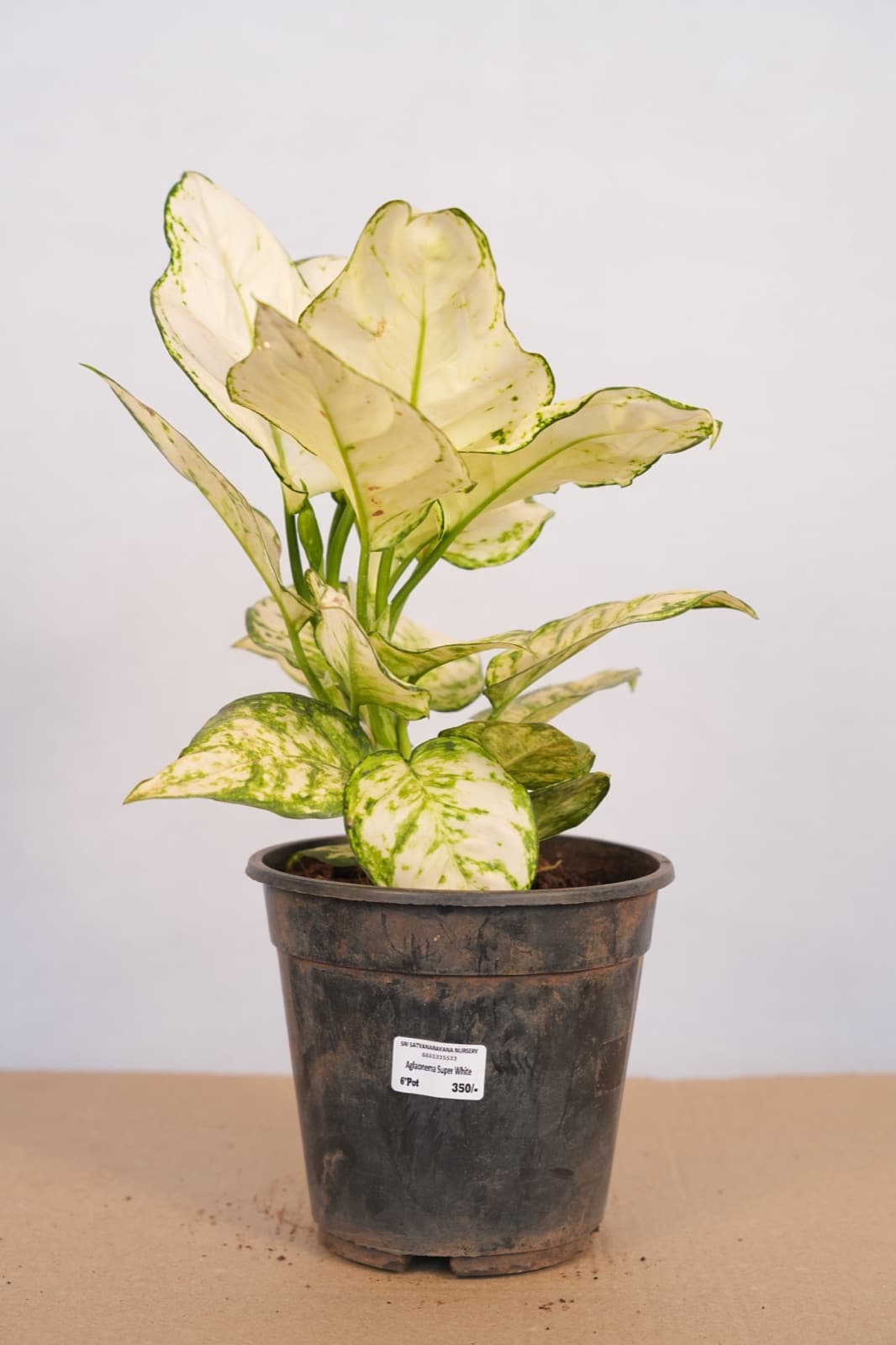 Super White Chinese Evergreen