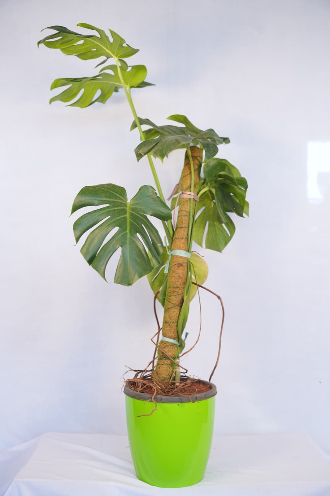 Swiss Cheese Plant