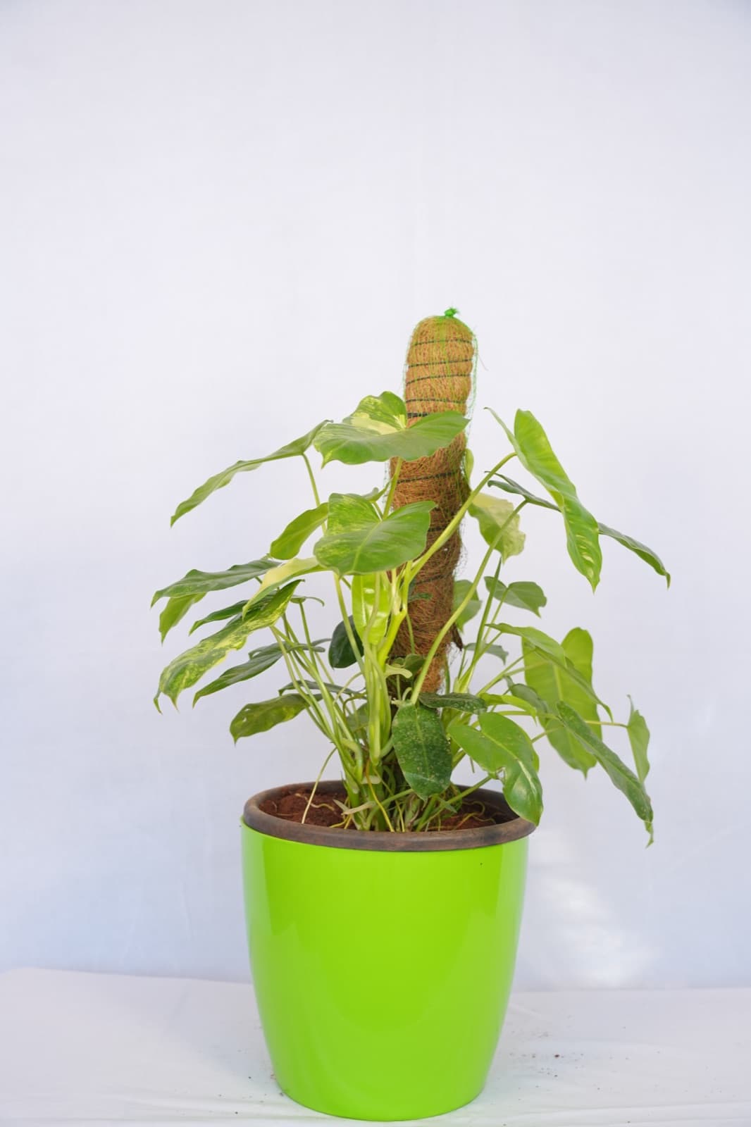 Syngonium