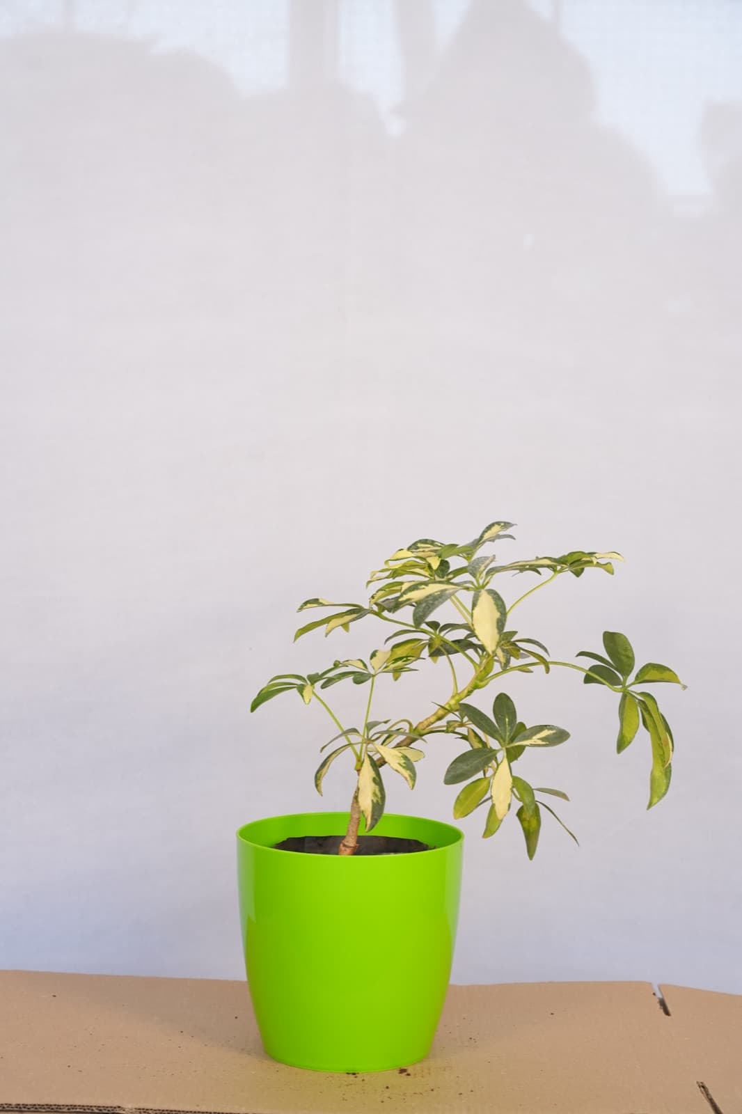 Variegated Dwarf Umbrella Plant/Tree