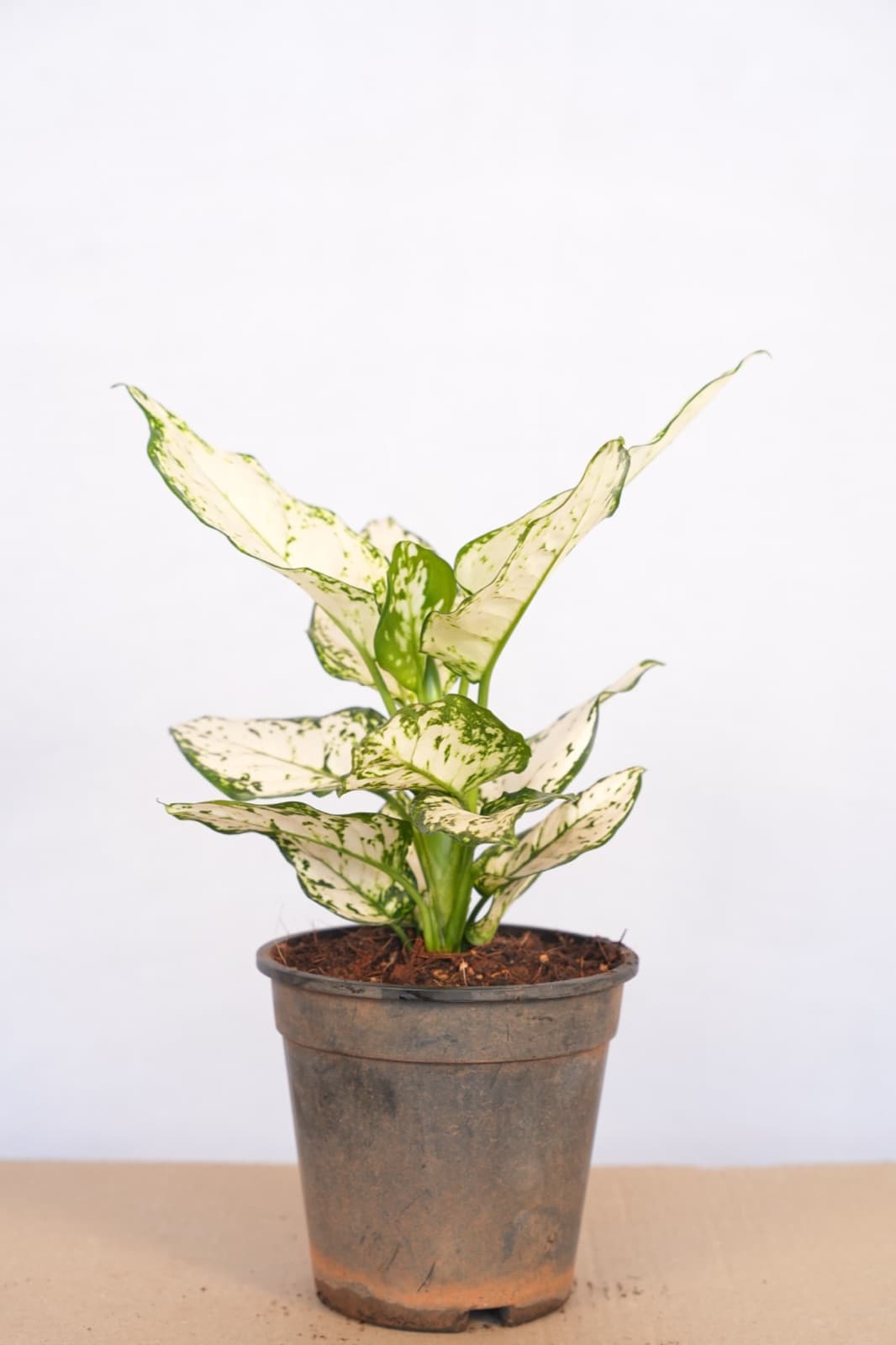 White Chinese Evergreen