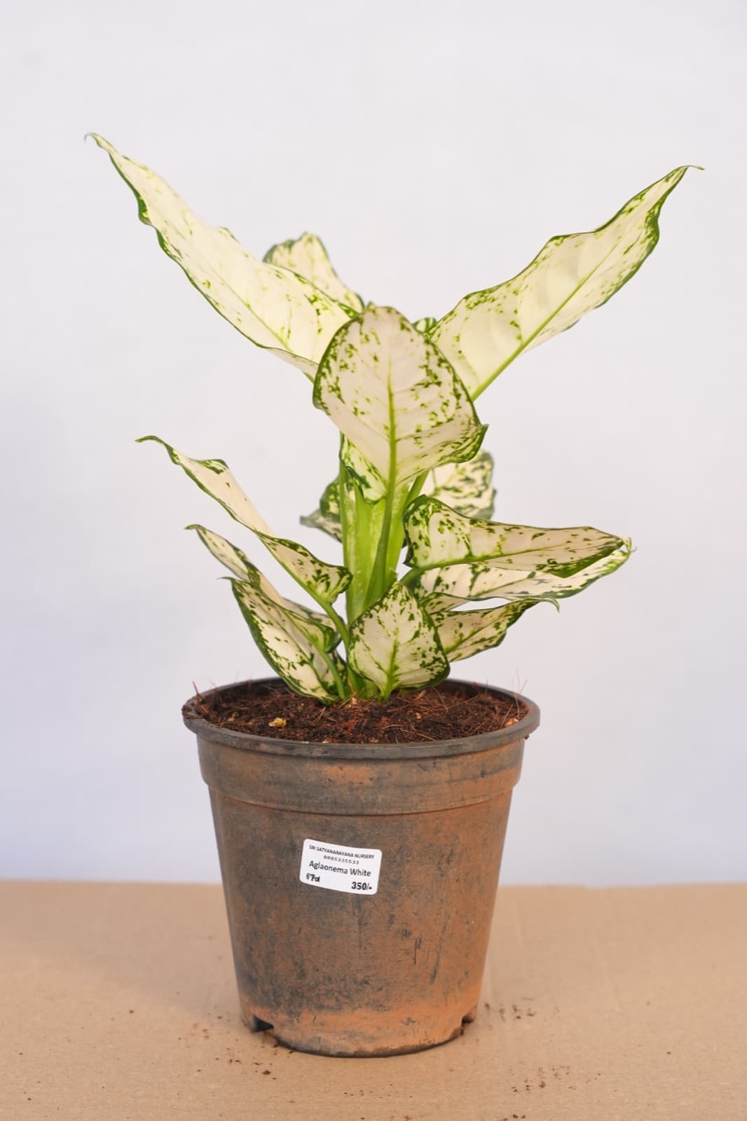 White Chinese Evergreen